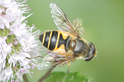 Eristalis horticola - Stripe-winged Dronefly