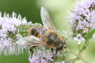 Eristalis tenax - Drone Fly