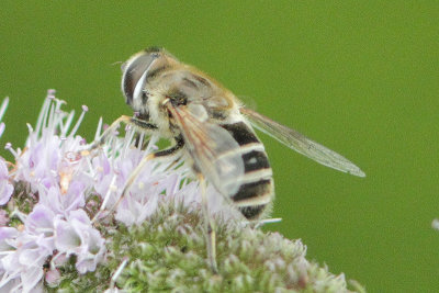 Eristalis arbustorum - Plain-faced Dronefly