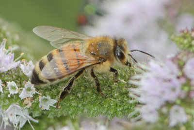 Apis mellifera - European honey bee