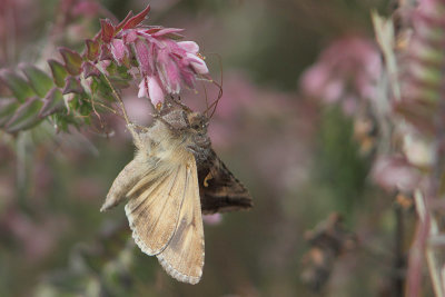 Autographa gamma - Silver Y