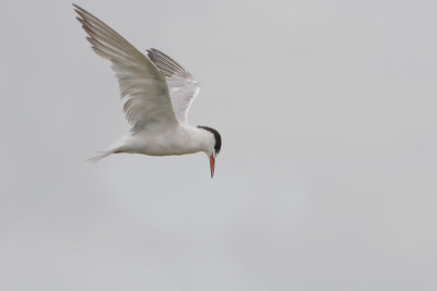 Sterna hirundo - Common Tern