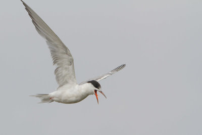 Sterna hirundo - Common Tern