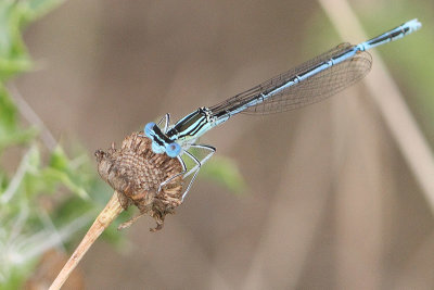 Platycnemis pennipes - White-legged Damselfly