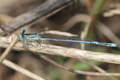 Platycnemis pennipes - White-legged Damselfly