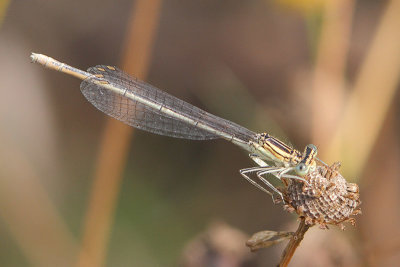 Platycnemis pennipes - White-legged Damselfly