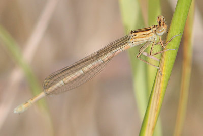 Platycnemis pennipes - White-legged Damselfly