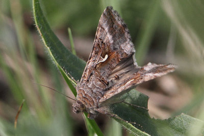 Autographa gamma - Silver Y