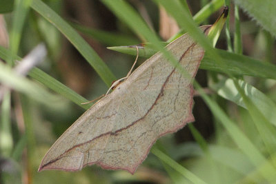 Timandra comae - Blood vein