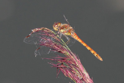 Sympetrum striolatum - Common Darter
