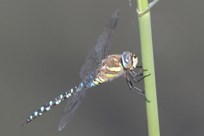 Aeshna mixta - Migrant Hawker