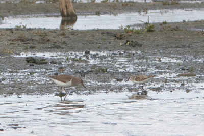 Calidris minuta / Little Stint with Actitis hypoleucos / Common Sandpiper