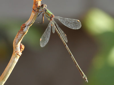 Lestes viridis - Green Emerald Damselfly