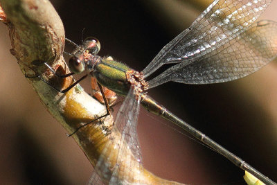 Lestes viridis - Green Emerald Damselfly