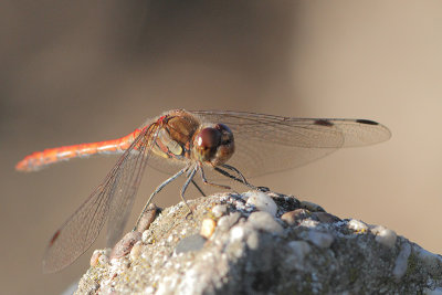 Sympetrum striolatum - Common Darter