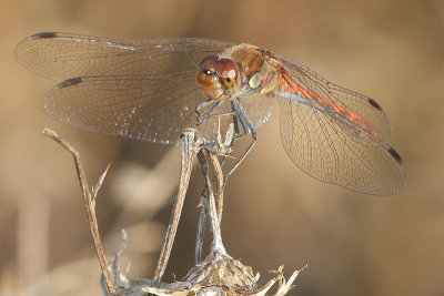 Sympetrum striolatum - Common Darter