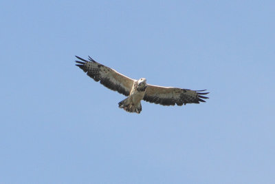 Buteo buteo - Common Buzzard