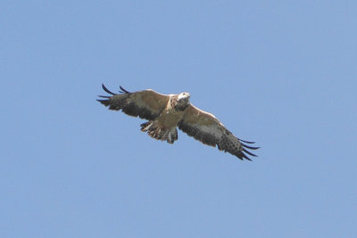 Buteo buteo - Common Buzzard