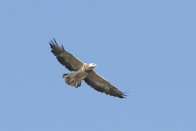 Buteo buteo - Common Buzzard