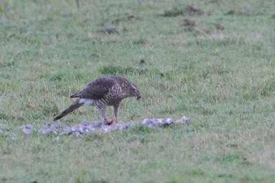 Accipiter nisus - Sparrowhawk