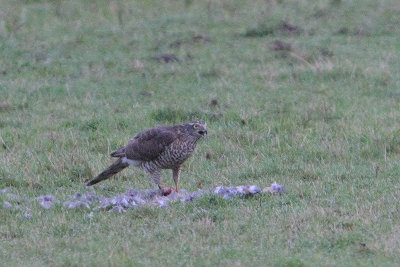 Accipiter nisus - Sparrowhawk