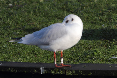 Black-headed Gull W[4-8]