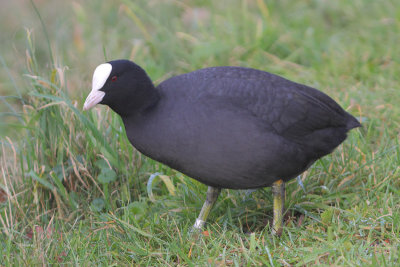 Meerkoet 6CY