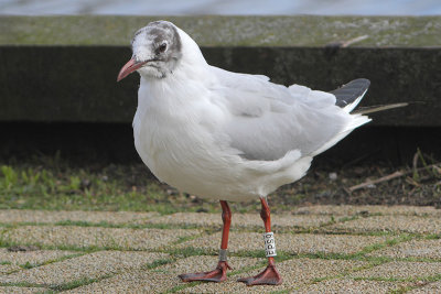 Kokmeeuw