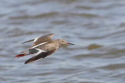 Tringa totanus - Common Redshank