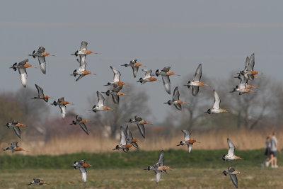 Limosa limosa - Black-tailed Godwit