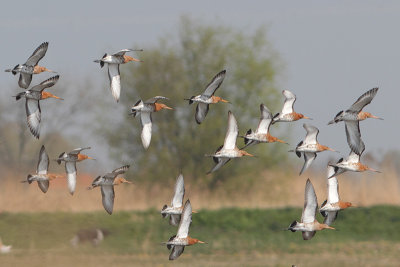 Limosa limosa - Black-tailed Godwit