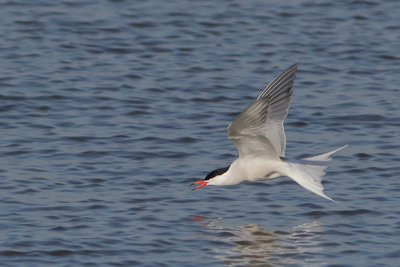 Sterna hirundo - Common Tern