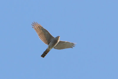 Accipiter nusus - Sparrow Hawk