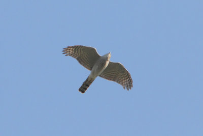 Accipiter nusus - Sparrow Hawk
