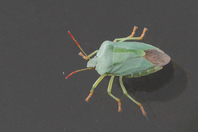 Palomena prasina - Green Shield Bug