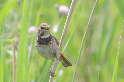 Luscinia svecica - Bluethroat