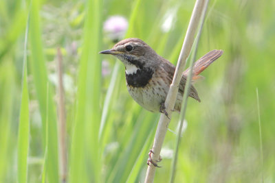 Luscinia svecica - Bluethroat