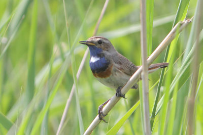 Luscinia svecica - Bluethroat
