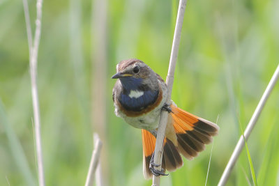 Luscinia svecica - Bluethroat