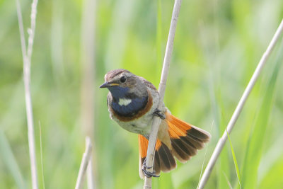 Luscinia svecica - Bluethroat