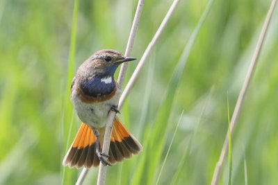 Luscinia svecica - Bluethroat