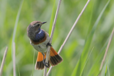 Luscinia svecica - Bluethroat