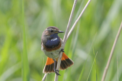 Luscinia svecica - Bluethroat