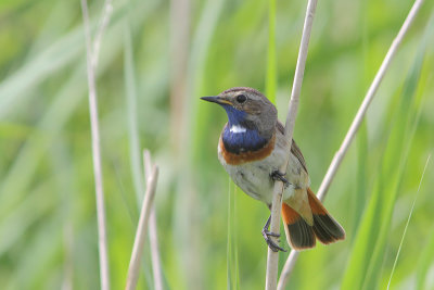 Luscinia svecica - Bluethroat
