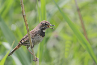 Luscinia svecica - Bluethroat
