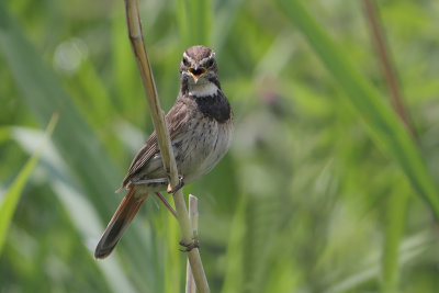 Luscinia svecica - Bluethroat