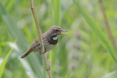 Luscinia svecica - Bluethroat