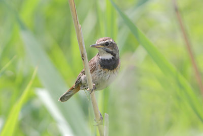 Luscinia svecica - Bluethroat