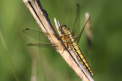 Orthetrum cancellatum - Black-tailed Skimmer