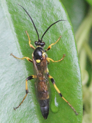 A ichneumon wasp without a common name.